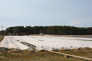 Cover photo for Do Row Covers Impact Spider Mites in Strawberries?
