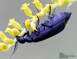 Cover photo for Blister Beetles of Hay and Forages in North Carolina