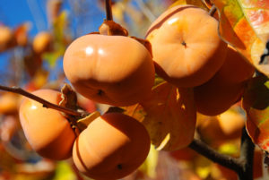 persimmon fruit on the tree