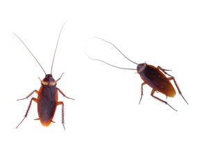 Cover photo for Creating a Healthy Home Step 5:  Get Rid of Pests