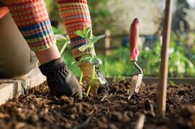 person's planting a seedling
