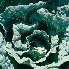 Cover photo for Collards - a Southern Tradition