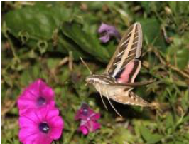 Cover photo for Hummingbird Moths: A Gardeners Dilemma
