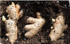 Image of ginger root
