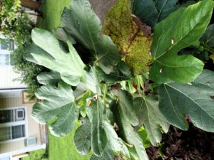 Fig Rust