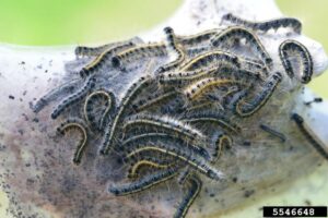 Cover photo for The Eastern Tent Caterpillar Emergence