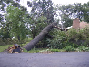 Large tree blown over in storm