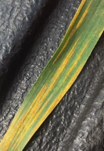 Cover photo for North Carolina Wheat Stripe Rust Alert—April 18, 2024
