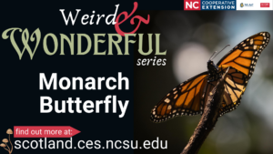 Cover photo for Weird & Wonderful Series…The Monarch Butterfly