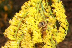 Cover photo for What Should I Be Doing in My Apiary This Month? October