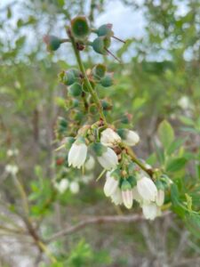 Photograph of a branch of a blueberry plant with buds, open flowers, and newly forming berries.