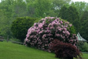 Blooming Rhododendron Shrub