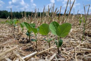 Cover photo for Wet Weather, Late-Planted Beans: Your Data-Driven Playbook